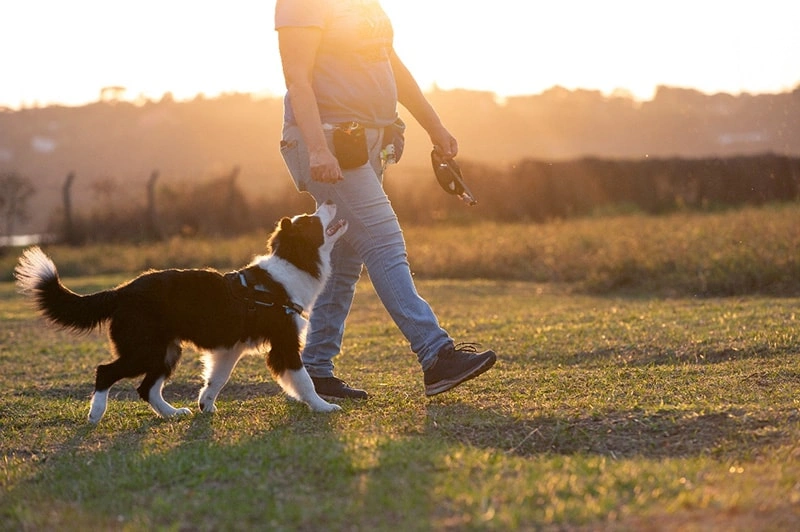 Litsea Cubeba: A Cleansing and Uplifting Botanical for Pets