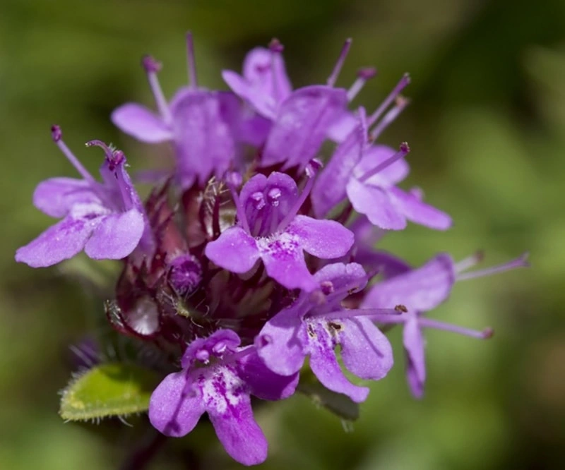 Wild Thyme: A Natural Shield for Pet Skin