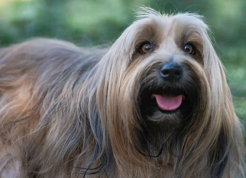 How to Keep Your Pet’s Coat Shiny and Smooth
