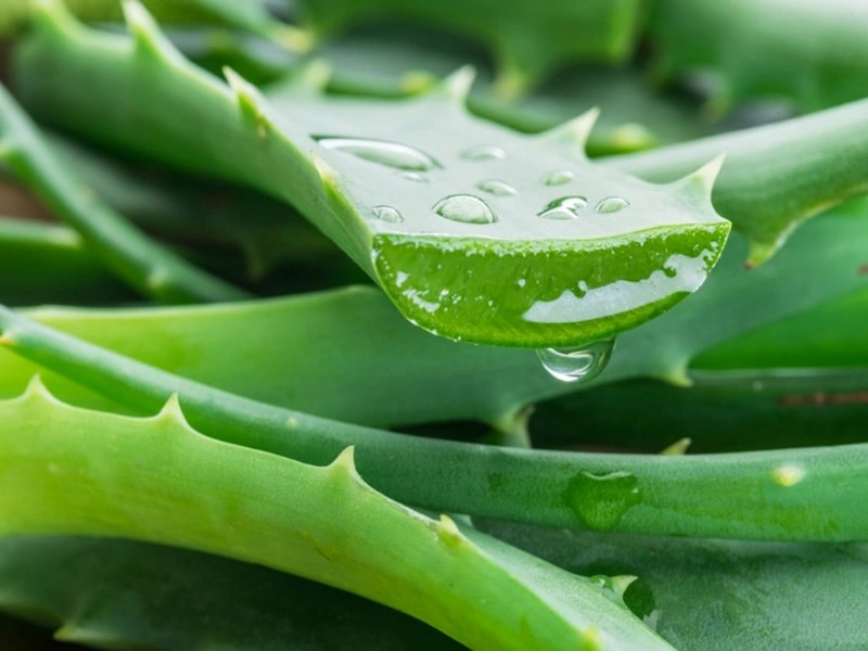 Aloe Vera: The Universal Soother Across Pet Care
