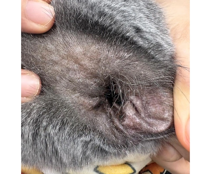 Auriculares de gusanos vs cera: c&oacute;mo limpiar las orejas de tu animal de manera segura