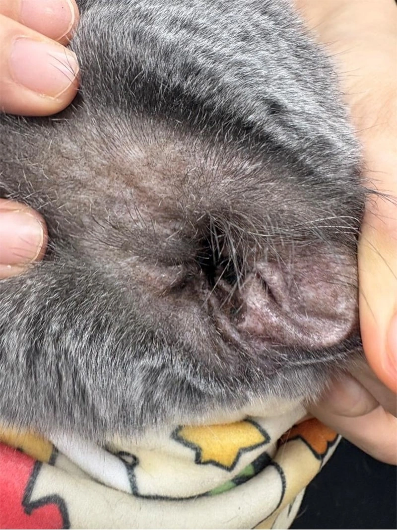 Ear Mites vs Wax: How to Clean Pet Ears Safely