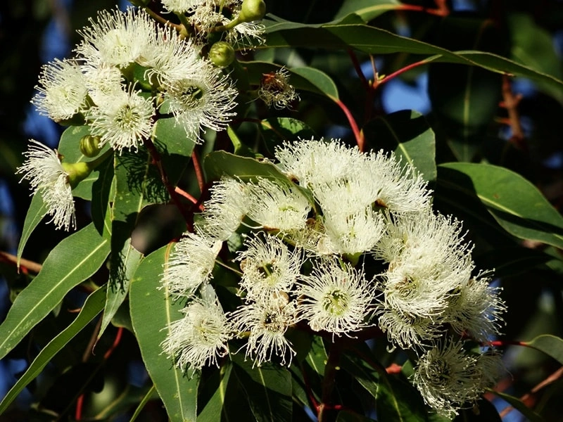 Lemon Eucalyptus: A Refreshing Protector for Pet Skin