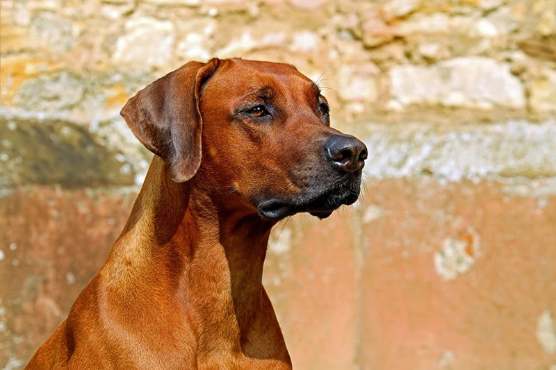&iquest;Por qu&eacute; el lim&oacute;n eucaliptus importa en el cuidado del perro al aire libre?