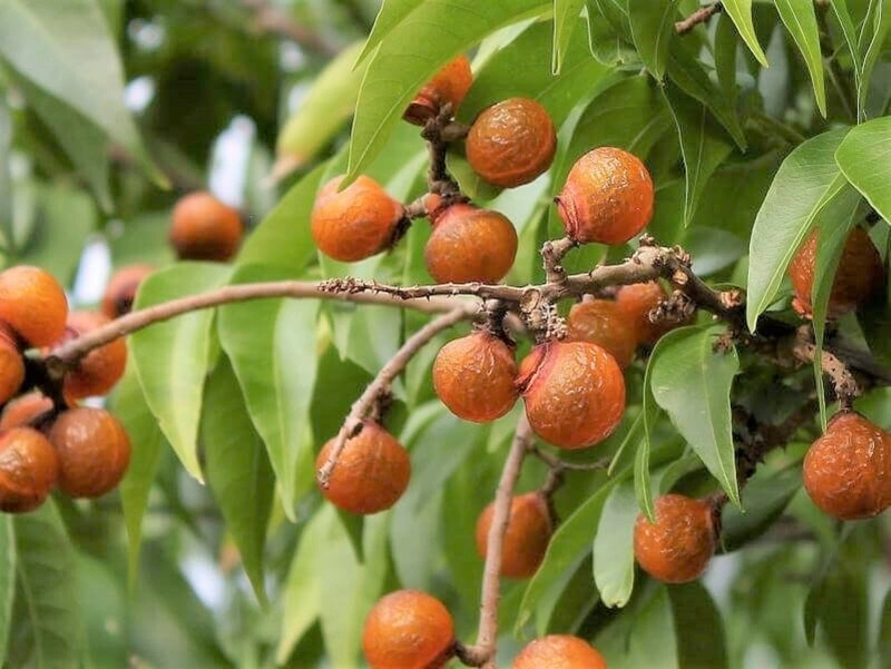 Soapnut: Nature’s Gentle Cleanser for Pets