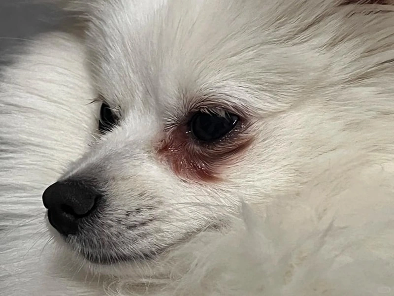 Are Natural Products Effective? What Ingredients Are Safe Around Pets’ Eyes?