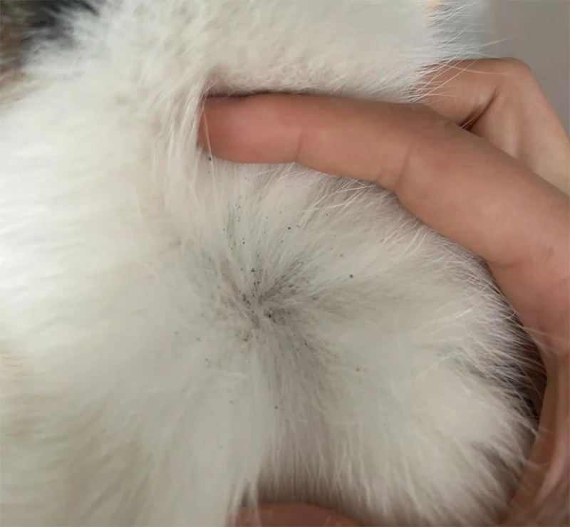 How Can I Prevent Fleas, Ticks, and Heartworm Naturally?