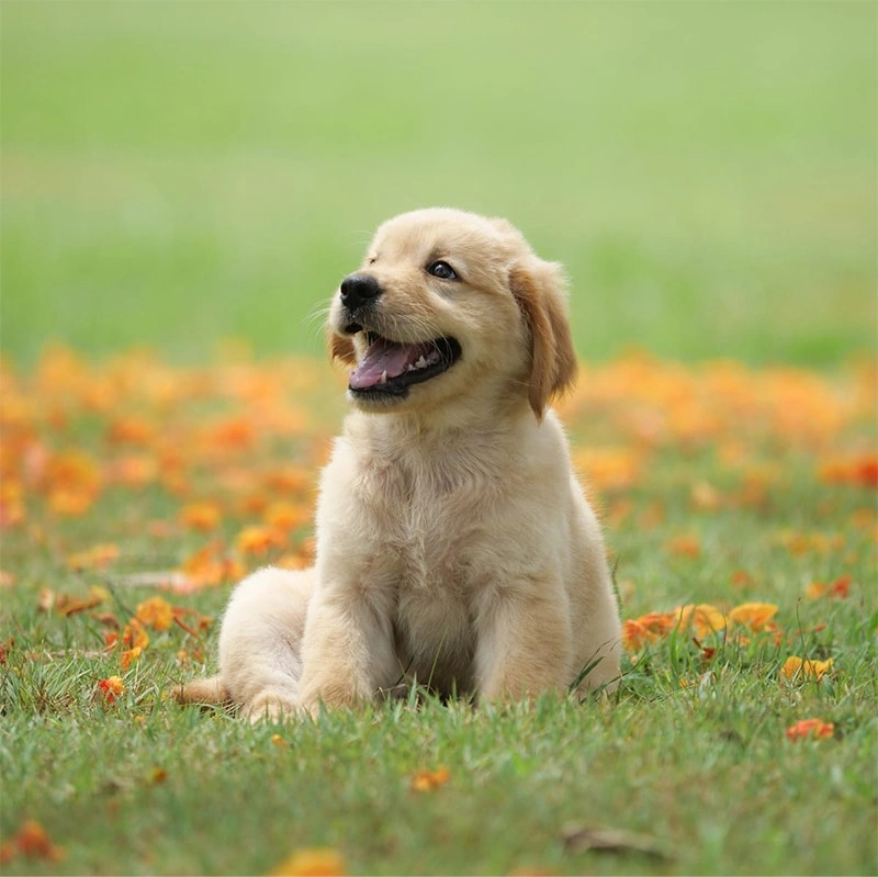 How Can I Prevent Fleas, Ticks, and Heartworm Naturally?
