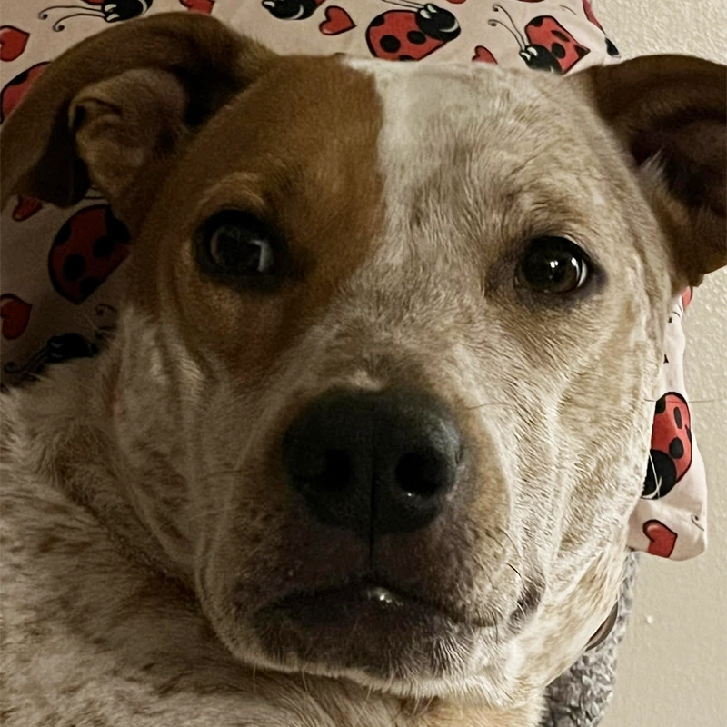 Dottie