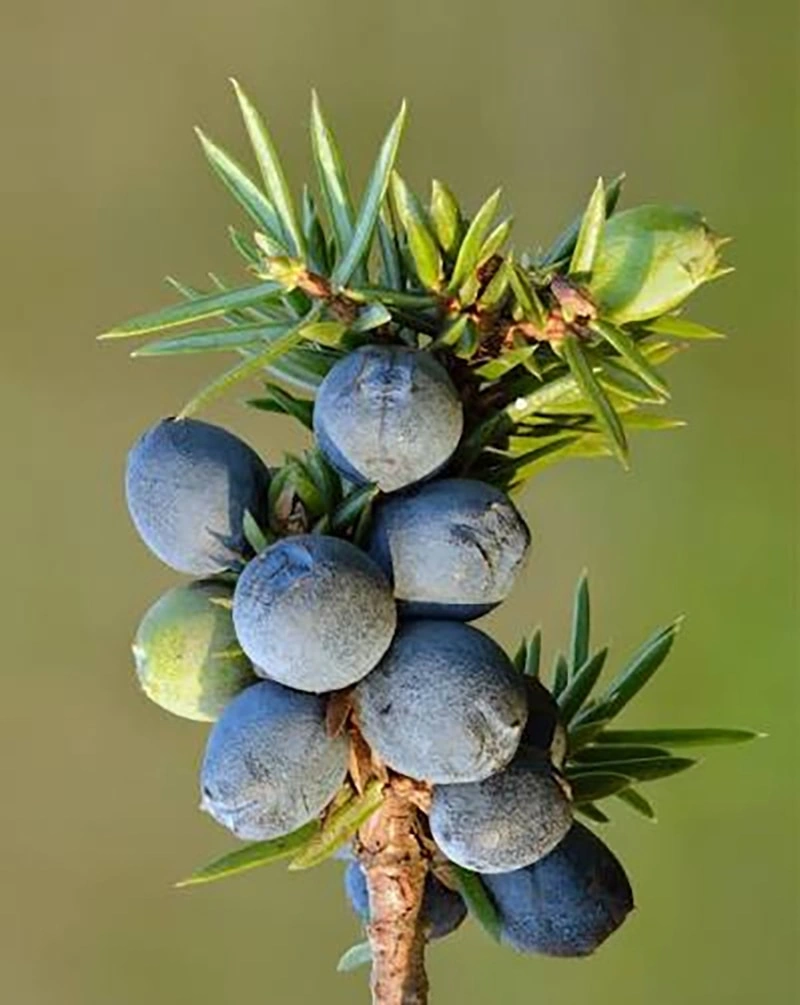 Juniper Berry: Un planta purificante para el cuidado de los animales de compañía